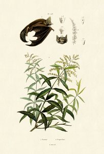 Lemongrass by French School